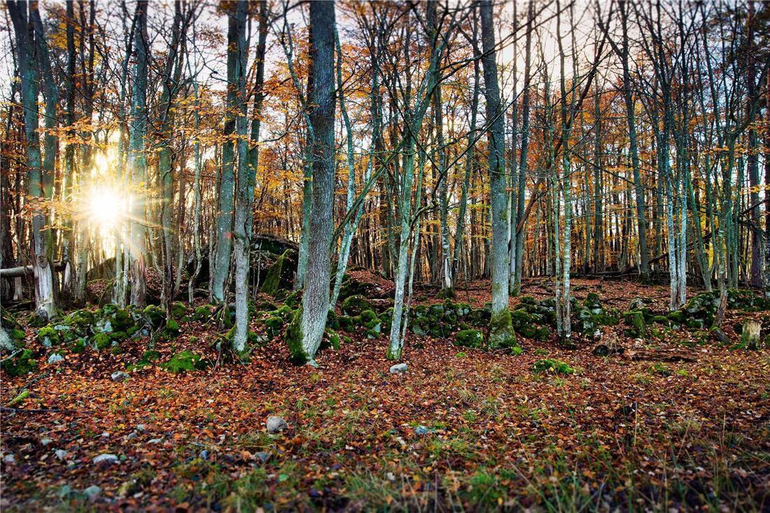 Eriksberg & Nature Reserve Trensum