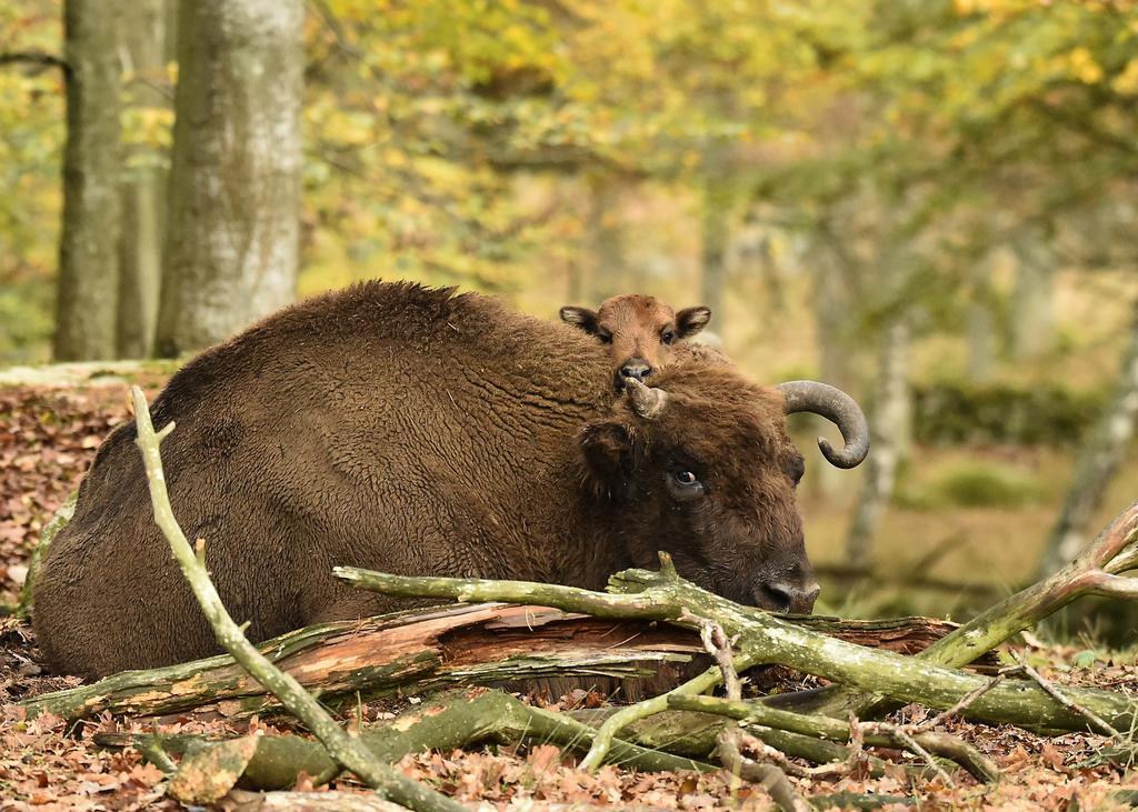 Eriksberg & Nature Reserve 4* Trensum